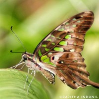 Graphium agamemnon Linnaeus, 1758